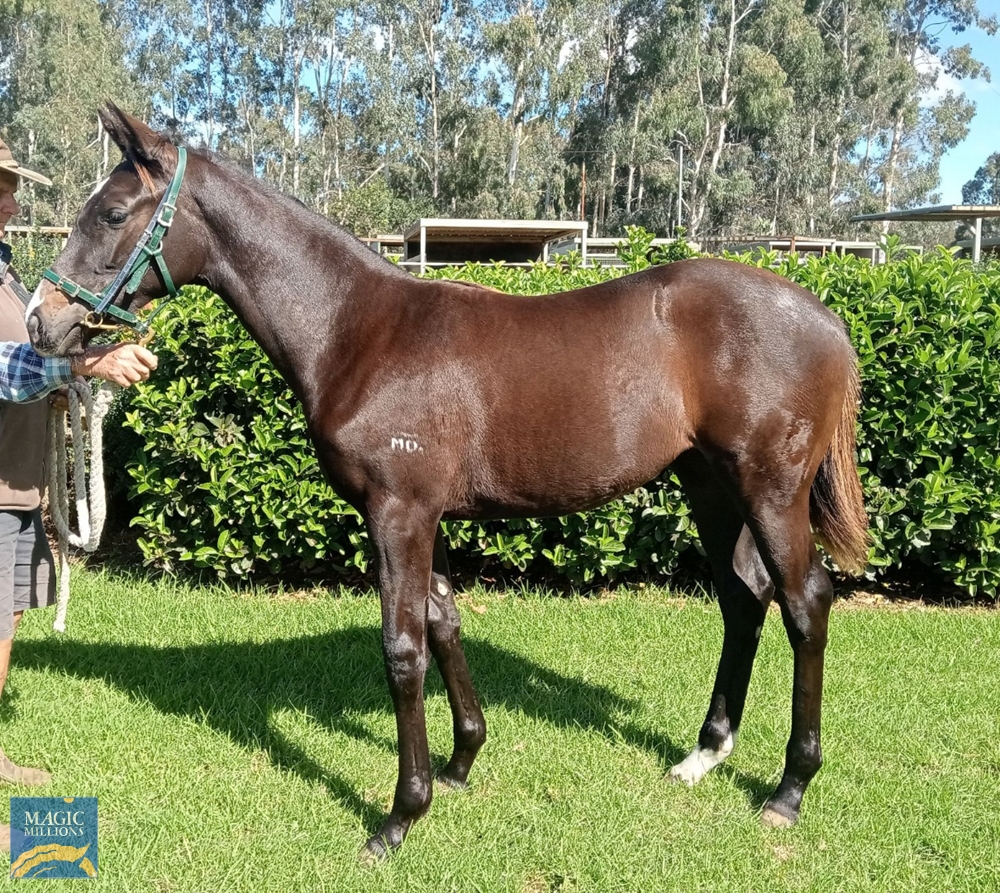 2024 Gold Coast National Weanling Sale Lot 87 Castelvecchio (AUS